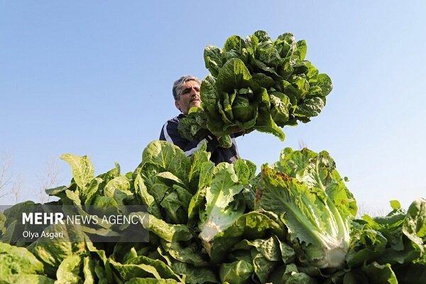کاهوی دزفول قربانی بی‌برنامگی؛ از سفره مردم تا زیر چرخ تراکتور