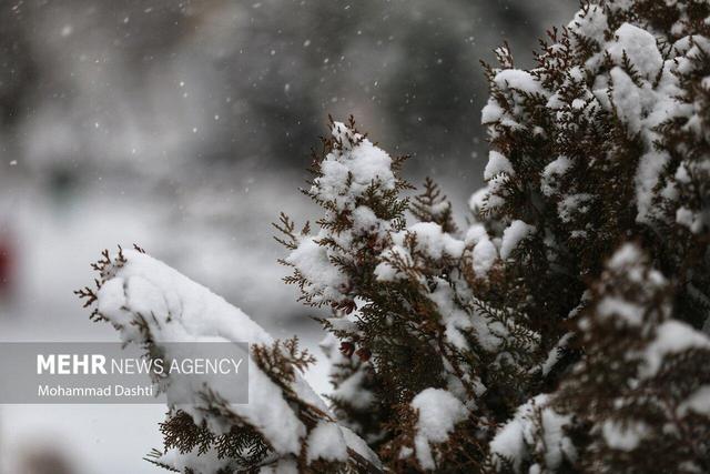 مدیرکل هواشناسی تهران: بارش برف و باران در نیمه شمالی استان ادامه دارد