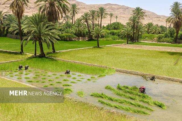 ثبت رسمی معاملات اموال غیرمنقول با ساماندهی اراضی کشاورزی شتاب می‌گیرد