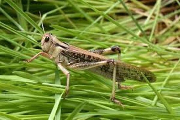 هشدار احتمال ورود ملخ صحرایی به کشور در اواخر زمستان