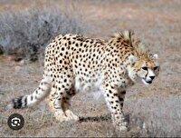 مشاهده دو یوز آسیایی در منطقه حفاظت‌شده توران