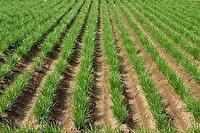 کشت بیش از ۵ هزار هکتار جو در مزارع ساری