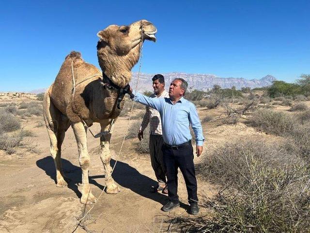 نصب نخستین ردیاب هوشمند شتر در هرمزگان