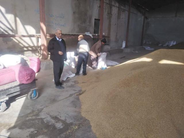 توزیع ۲۵ تن جو دولتی در فرومد میامی؛ دامداران حمایت می‌شوند