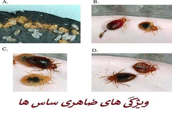 ساس تختخوابی و چند روش قطعی برای نابودی آن