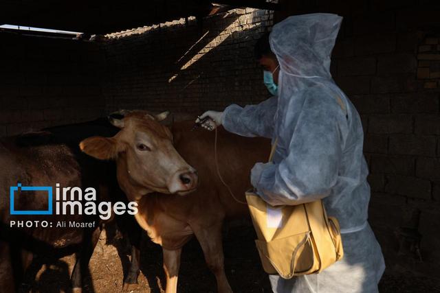 مصرف ۸.۶ میلیون دُز واکسن جدید وارداتی برای مهار بیماری تب برفکی