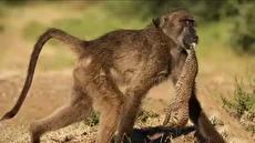 بابون مادرخوانده توله پلنگ در رویداد نادر حیات وحش