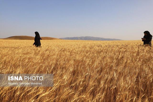 رئیس سازمان جهاد کشاورزی گلستان: افزایش قابل توجه سطح زیرکشت محصولات زراعی در گلستان