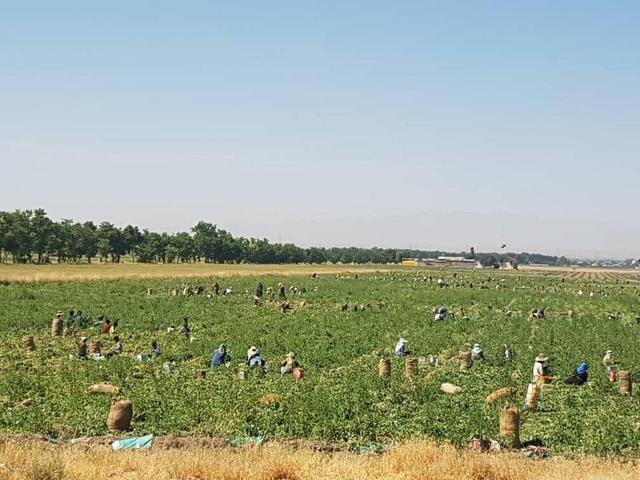 تأمین ۱۲ درصد محصولات کشاورزی کشور در فارس