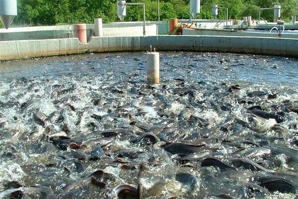 توزیع بچه ماهی قزل آلا در جنوب سیستان و بلوچستان