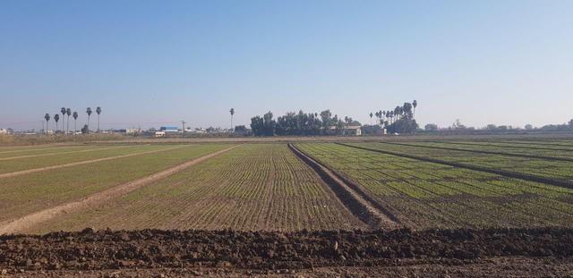 معرفی ارقام سازگار با اقلیم گرم دستاورد تحقیقات کشاورزی خوزستان