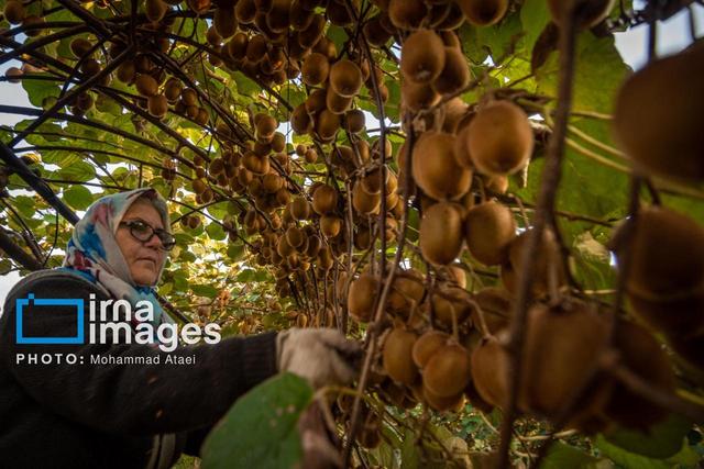 ایران رتبه پنجم تولید کیوی جهان