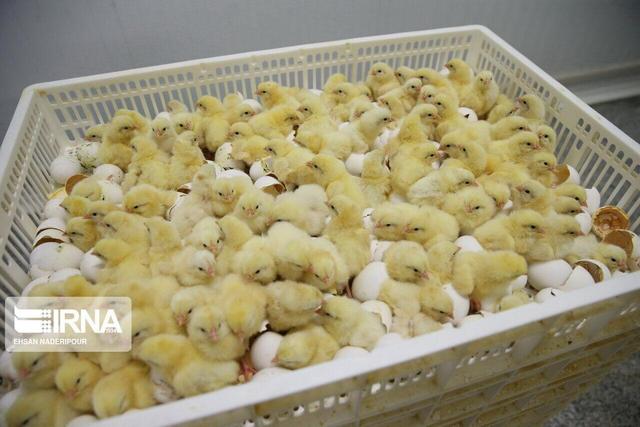 صادرات جوجه از گذرگاه دوغارون به افغانستان آغاز شد