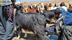 تهیه پنیر با شیر بز هنر بانوان عشایر ایران