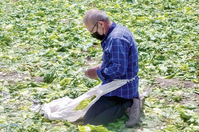 دسترنج کشاورزان دزفولی خوراک دام‌ها شد