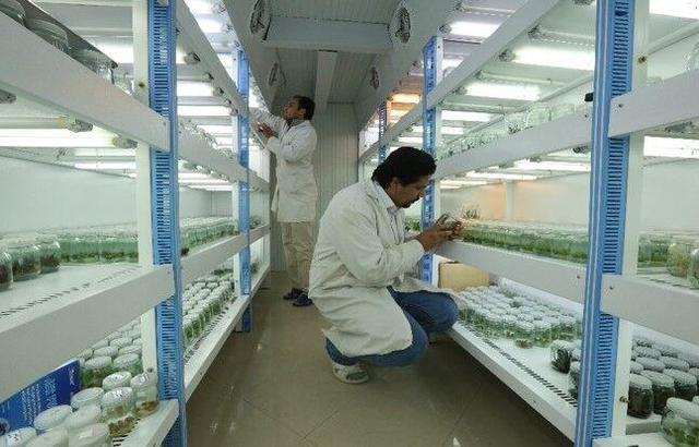 ذخیره‌سازی ۴۰ درصد گونه‌های گیاهی کشور در بانک ژن منابع طبیعی ایران