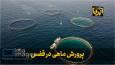 فیلم| پرورش ماهی در قفس