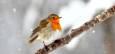 پرندگان چگونه از سرمای زمستان جان سالم به‌در می‌برند؟