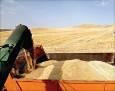 گندمکاران چشم انتظار اصلاح قیمت‌ها