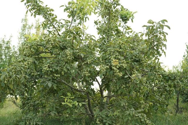 خرید نهال شناسنامه دار و اصالت دار ازرویال نهال آرمین قاسمی / ارسال به سراسر کشور