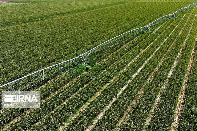 فرماندار: ۱۳۵ واحد فرآوری محصولات کشاورزی در بروجرد وجود دارد