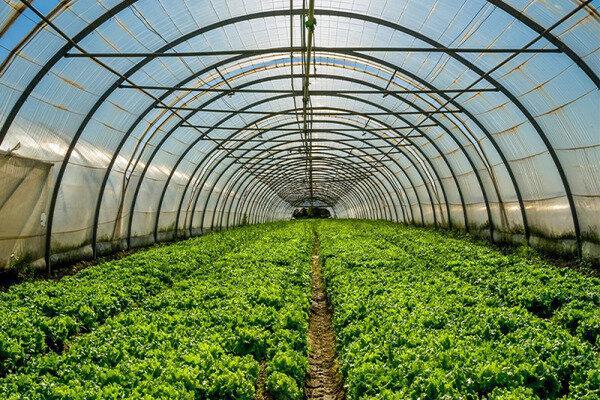 یک میلیون گل گلدانی از گونه‌های فصلی برای ایام نوروز در بجنورد آماده کاشت است