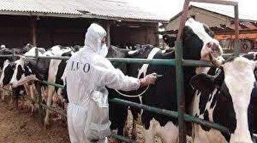 اجرای واکسیناسیون تب برفکی در بافت