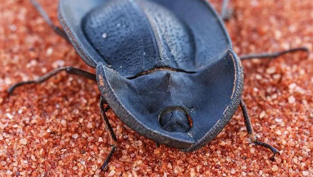 فیلمی از یک سوسک عجیب و غریب!