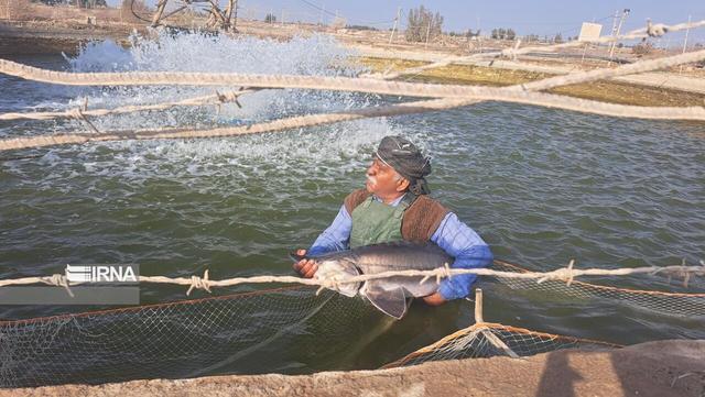 توسعه پرورش ماهیان خاویاری سازگار با آب شور در سیستان و بلوچستان