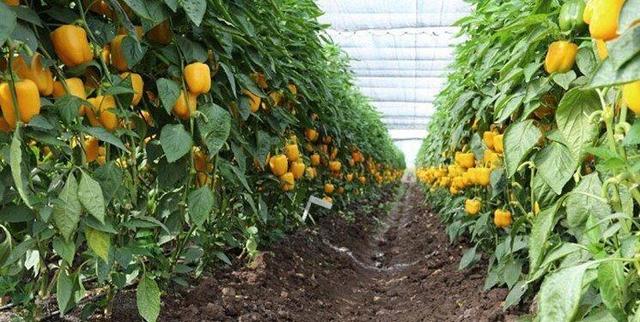 تزریق ۱۸ هزار میلیارد ریال به کشاورزی زنجان در دهه فجر