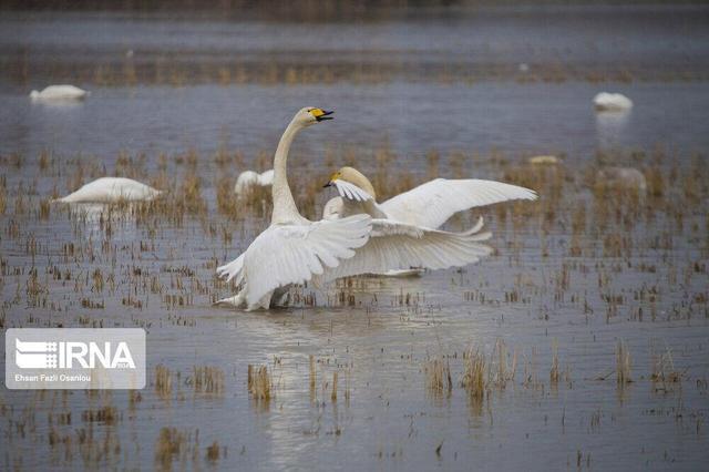 تاکید سازمان محیطزیست بر حفاظت از تالابها با تکیه بر دانش جوامع محلی