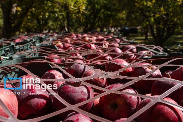 ذخیره‌سازی ۳۰ هزار تن سیب و پرتقال برای ایام عید نوروز