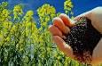کشت کلزا در دلگان با بذر اصلاح‌شده