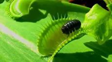 ۵ گونه شگفت‌انگیز گیاه گوشت‌خوار که باید بشناسید