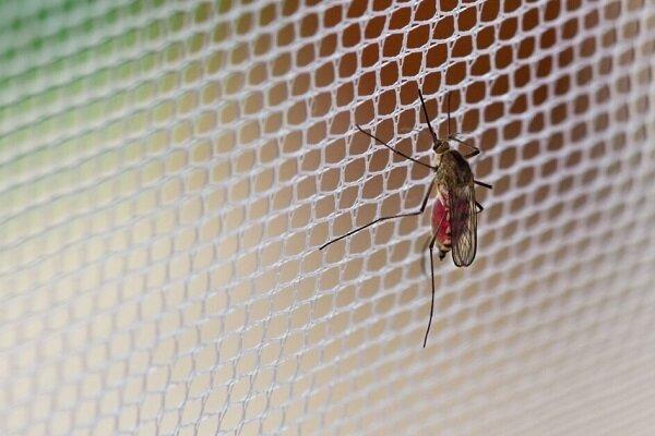 اجرای طرح مستمر کنترل پشه آئدس و حذف زیستگاه‌های لارو در کیش