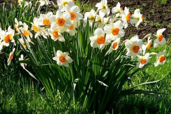 برگزاری هشتمین جشنواره گل نرگس کازرون