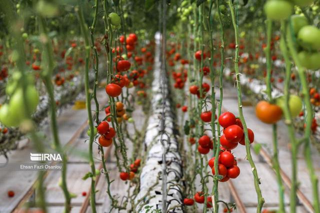 رشد ۶ برابری تولید محصولات کشاورزی گلستان پس از انقلاب