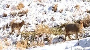 توزیع علوفه حیات وحش در منطقه حفاظت شده البرز جنوبی + فیلم