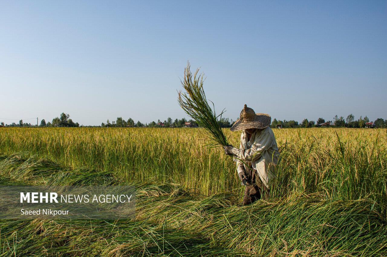 جهش تولید در شالیزارها آغاز شد
