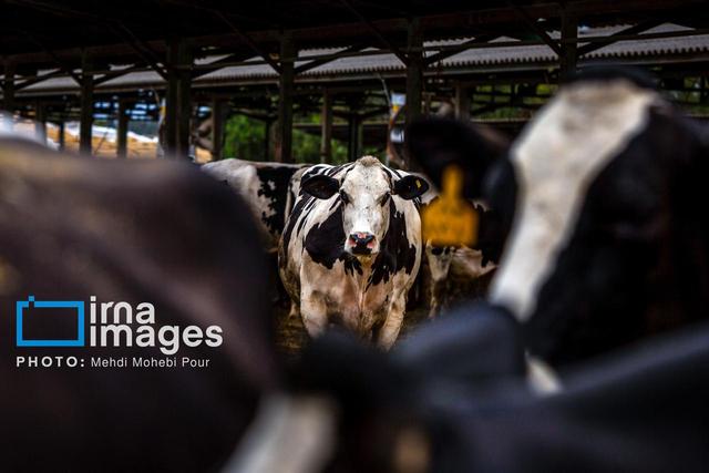 جهش صادرات فرآورده‌های دامی در سمنان با ارزآوری ۲۱ میلیون دلاری
