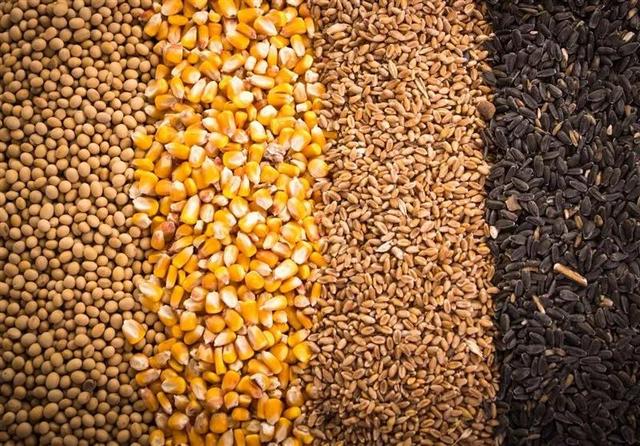 روزانه ۵۱ هزار تن نهاده دام در بازارگاه عرضه می‌شود