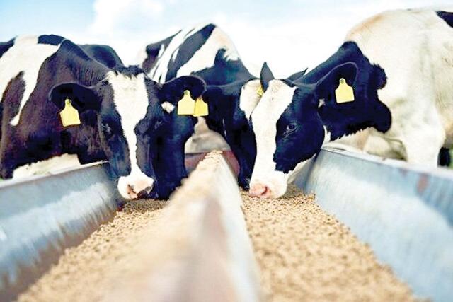 دامداران همچنان چشم‌انتظار دریافت تسهیلات