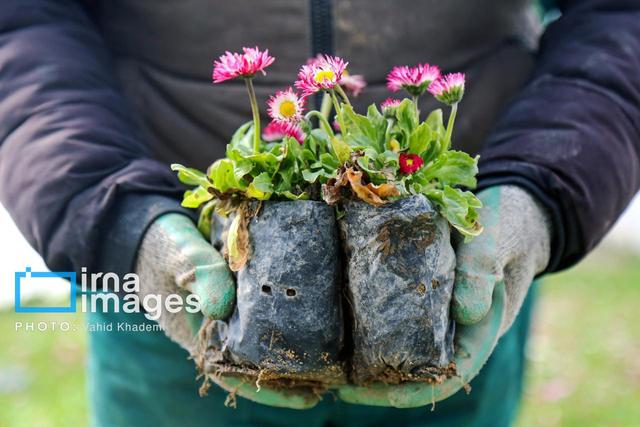 منطقه آزاد قشم به استقبال از بهار رفت