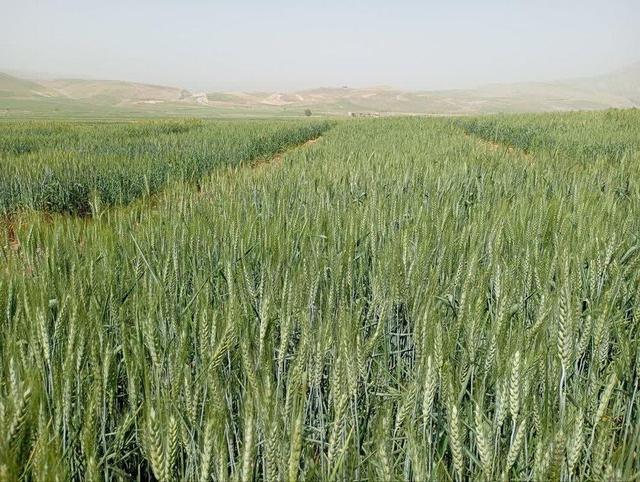 پیش‌بینی برداشت ۱۵۰ هزار تن گندم در خراسان شمالی در صورت بارش