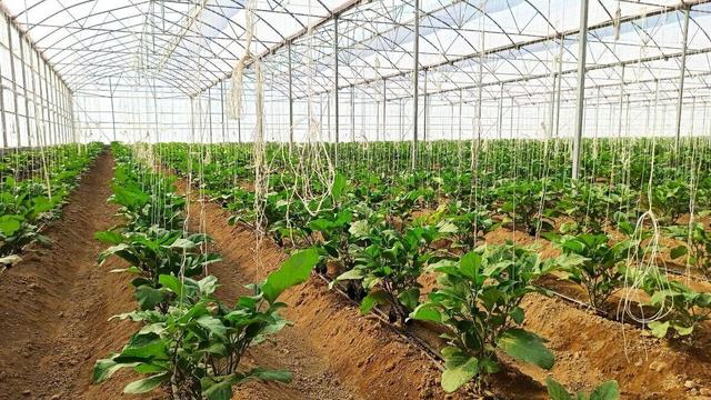 فعالیت ۱۵۳ واحد گلخانه در کردستان|پنج هکتار به سطح گلخانه های استان اضافه می شود