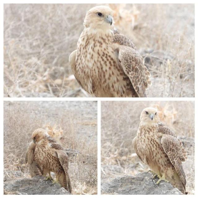 رهاسازی دو بالابان پس از طی موفق دوره درمان و بازپروری در چهارمحال و بختیاری