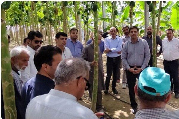 جشنواره ترویجی موز در شهرستان کنارک برگزار شد