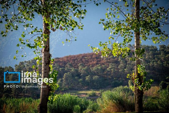 ۶ اثر مخاطره ناشی از افزایش دمای هوای آخرین هفته بهمن ماه مازندران