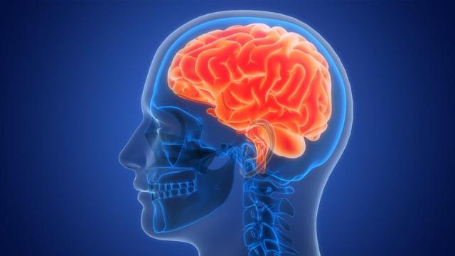 تحقیقات جدید نشان می‌دهد که رشد مغز ممکن است تا ۳۰ سالگی ادامه یابد