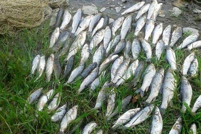 ۸۱۹ تن انواع ماهیان استخوانی در گیلان صید شد